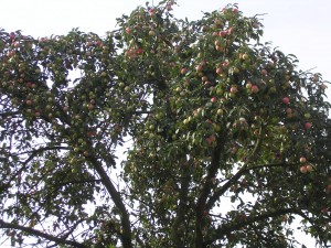 Apples for Calvados