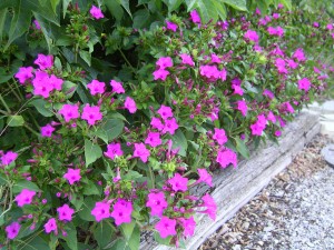 Garden full of flowers