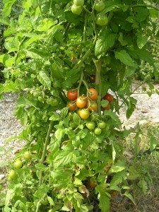 Our vegetables garden