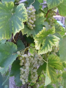 Our vinegar grapes  