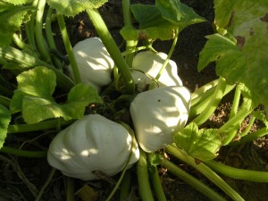 Our vegetables garden 