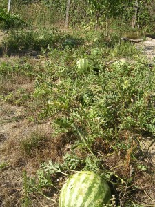 Watermelons in the garden 