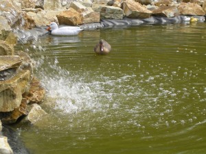 Pond in the garden 