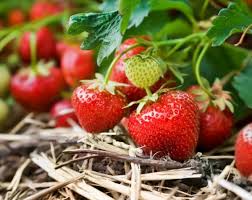 Bio strawberries in our garden