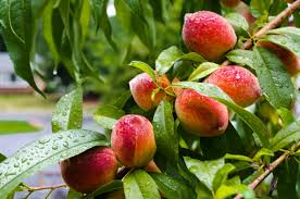 Our bio peach tree