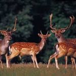 Deers